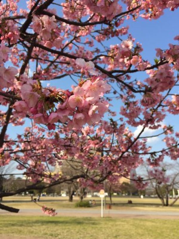 勝山公園の桜。